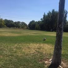 Toad Hollow Dog Park photo 1